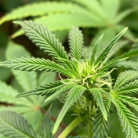 Mota Hari XX growlog photo: Budding