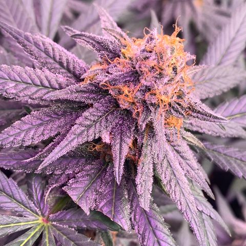 Zkittle LPC, TP & Palp Kush growlog timeline photo
