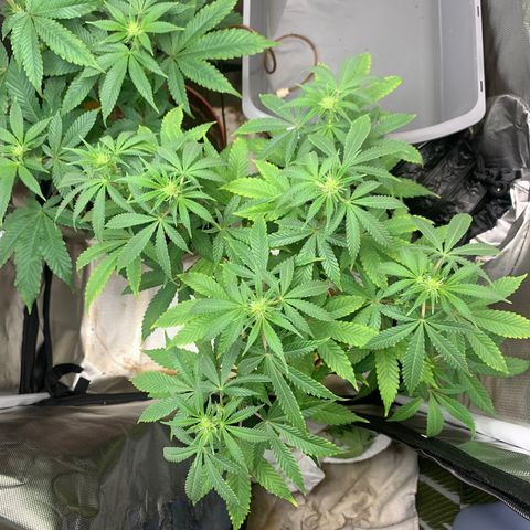 Mota Hari XX growlog photo: Budding