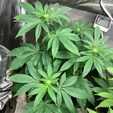 Mota Hari XX growlog photo: Budding