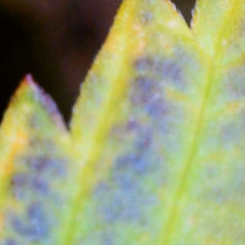 Zkittle LPC, TP & Palp Kush growlog photo: Chop day