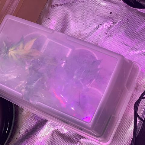 Zkittle Gpa growlog photo: After Defol 