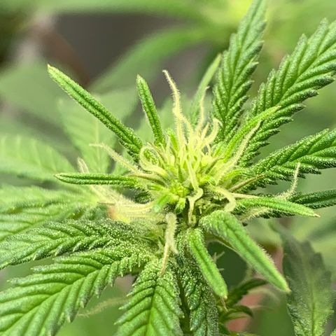 Mota Hari XX growlog photo: Budding