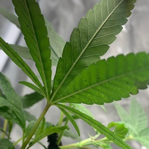 Mota Hari XX growlog photo: Beginning of the mite fight muta opening up tho