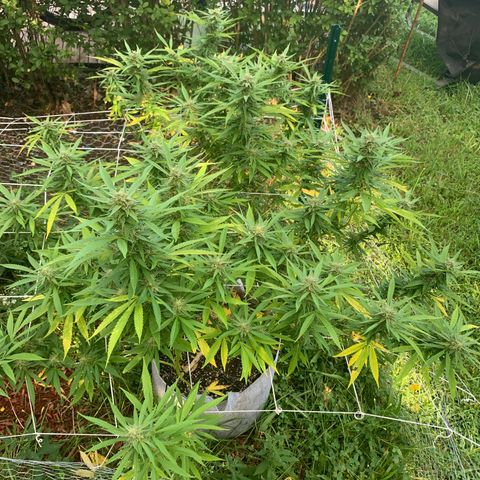 Sour Amnesia & Butter Bean growlog photo: Budding and stacking