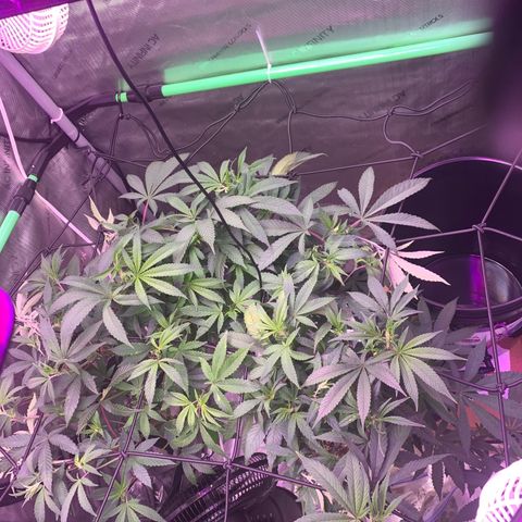 Zkittle Gpa growlog photo: Defoliated and trellised and fed