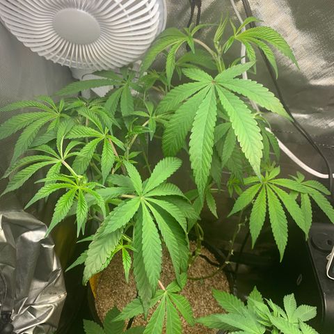 Mota Hari XX growlog timeline photo