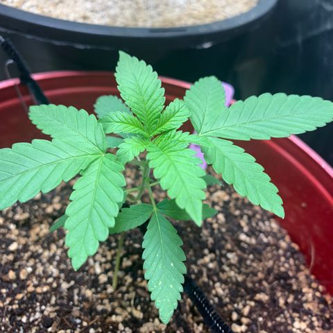 Mota Hari XX growlog timeline photo