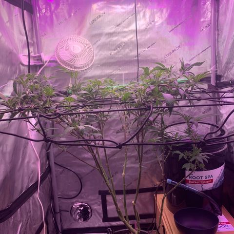 Zkittle Gpa growlog photo: After Defol 