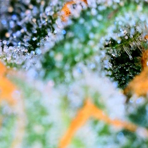 Zkittle LPC, TP & Palp Kush growlog photo: Seeing some amberonis 