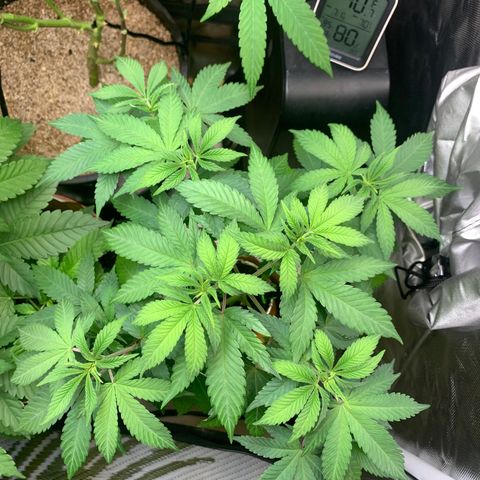 Mota Hari XX growlog timeline photo