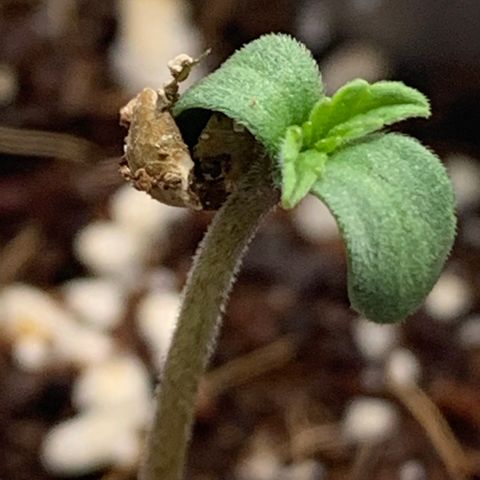 Mota Hari XX growlog photo: Close ups of le bebes 