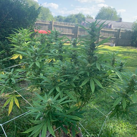 Sour Amnesia & Butter Bean growlog photo: Budding beautifully 