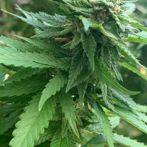 Sour Amnesia & Butter Bean growlog photo: Budding