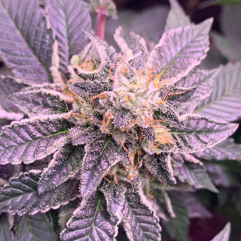 Zkittle LPC, TP & Palp Kush growlog timeline photo