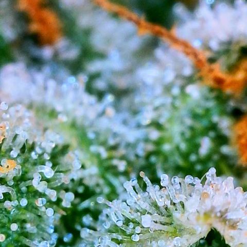 Zkittle LPC, TP & Palp Kush growlog photo: Seeing some amberonis 