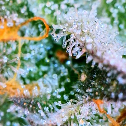 Zkittle LPC, TP & Palp Kush growlog photo: Seeing some amberonis 
