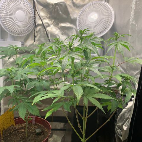 Mota Hari XX growlog photo: Budding
