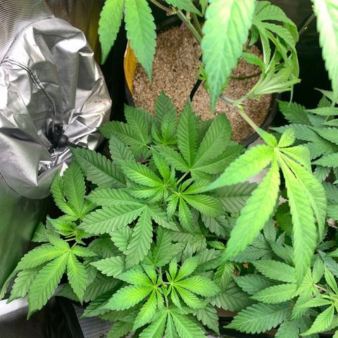 Mota Hari XX growlog timeline photo