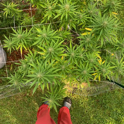 Sour Amnesia & Butter Bean growlog photo: Budding
