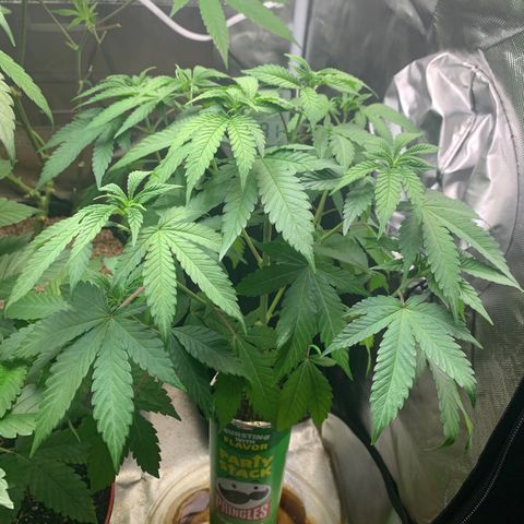 Mota Hari XX growlog timeline photo