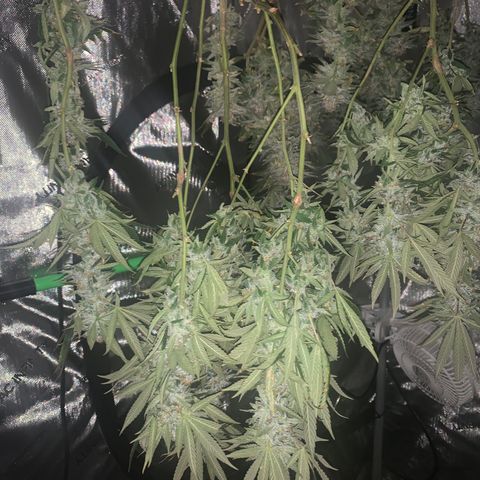 Zkittle LPC, TP & Palp Kush growlog photo: Drying