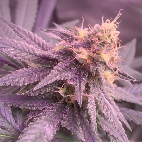 Zkittle LPC, TP & Palp Kush growlog timeline photo