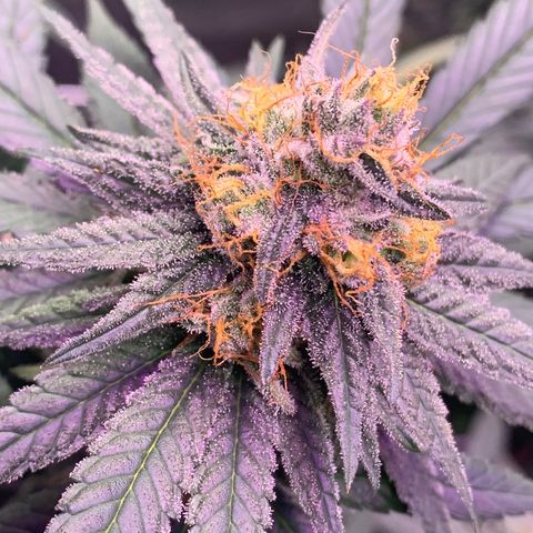 Zkittle LPC, TP & Palp Kush growlog timeline photo