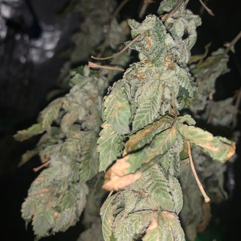 Zkittle LPC, TP & Palp Kush growlog photo: Trash panda
