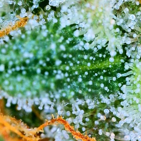 Zkittle LPC, TP & Palp Kush growlog photo: Chop day
