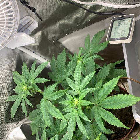 Mota Hari XX growlog photo: Budding