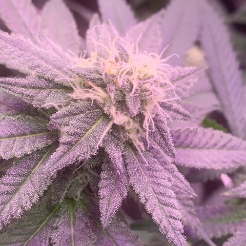 Zkittle LPC, TP & Palp Kush growlog timeline photo
