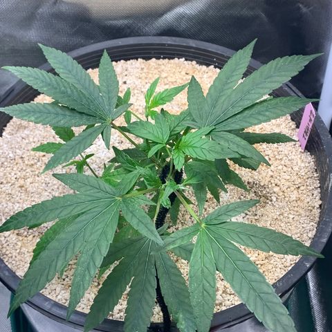 Mota Hari XX growlog photo: Beginning of the mite fight muta opening up tho