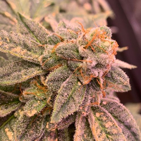 Zkittle LPC, TP & Palp Kush growlog photo: Seeing some amberonis 