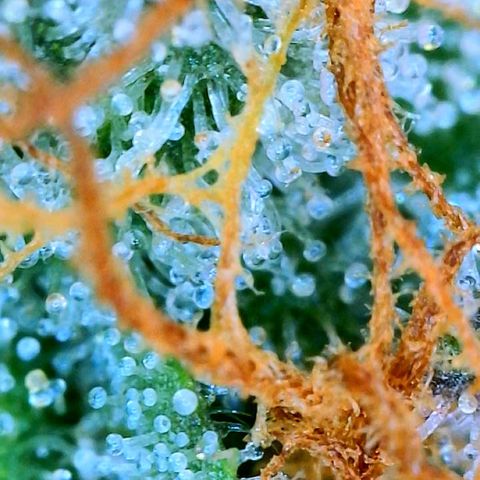 Zkittle LPC, TP & Palp Kush growlog photo: Cloudy with a sign of meatballs