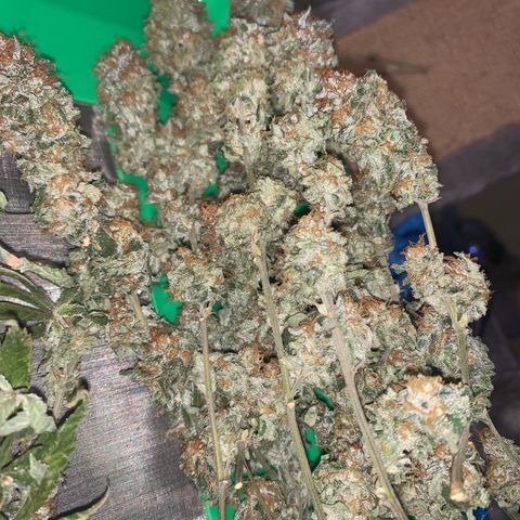 Zkittle LPC, TP & Palp Kush growlog photo: Trimmed Zkittles