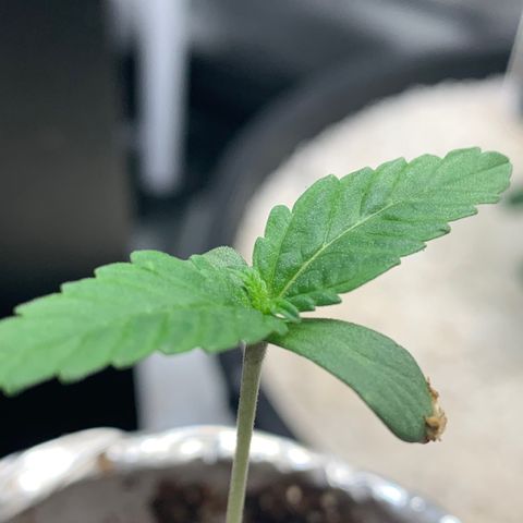 Mota Hari XX growlog photo: New trues poppin, zkittle growing
