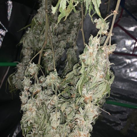Zkittle LPC, TP & Palp Kush growlog photo: Trash panda