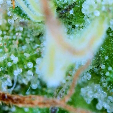 Sour Amnesia & Butter Bean growlog photo: Big chop