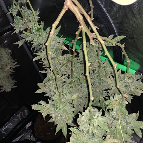 Zkittle LPC, TP & Palp Kush growlog timeline photo