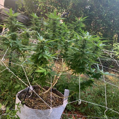 Sour Amnesia & Butter Bean growlog photo: Budding beautifully 