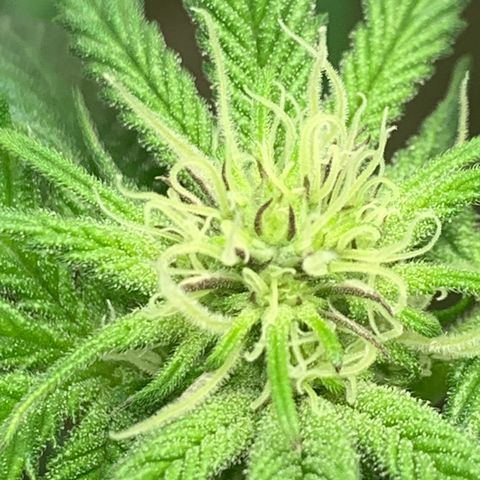 Mota Hari XX growlog photo: Defoliated and fed also foliar spray 