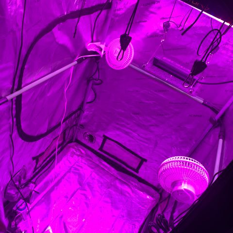 Zkittle Gpa growlog timeline photo