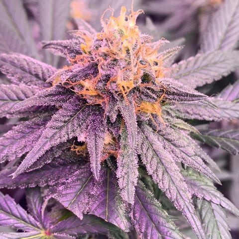 Zkittle LPC, TP & Palp Kush growlog timeline photo