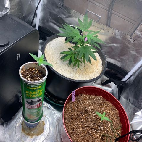 Mota Hari XX growlog photo: Sprayed with Dr Zymes