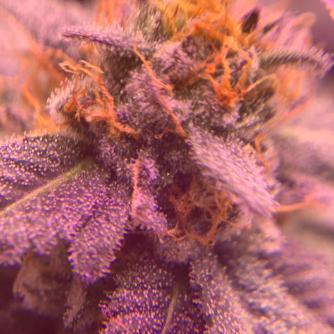 Zkittle LPC, TP & Palp Kush growlog photo: Closing in on harvest 