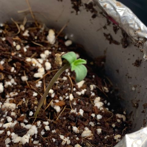 Mota Hari XX growlog photo: Close ups of le bebes 