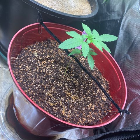 Mota Hari XX growlog timeline photo