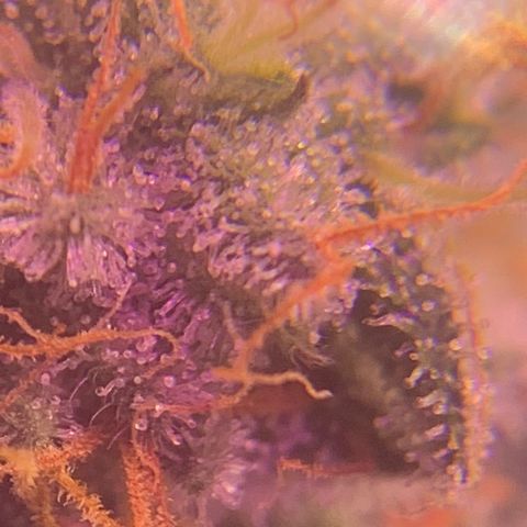 Zkittle LPC, TP & Palp Kush growlog photo: Closing in on harvest 
