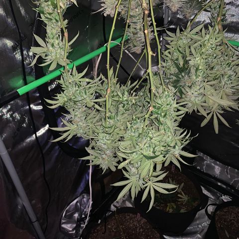 Zkittle LPC, TP & Palp Kush growlog timeline photo